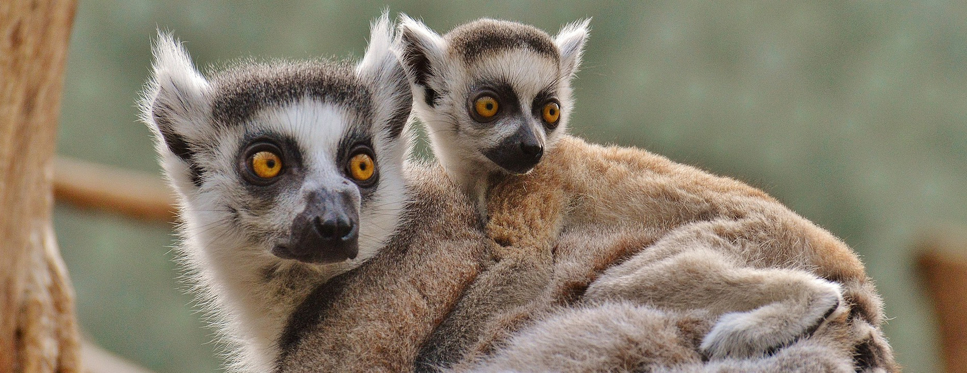 Madagascar - Wild, Weird Wonderful - Adventures for Solo Travelers